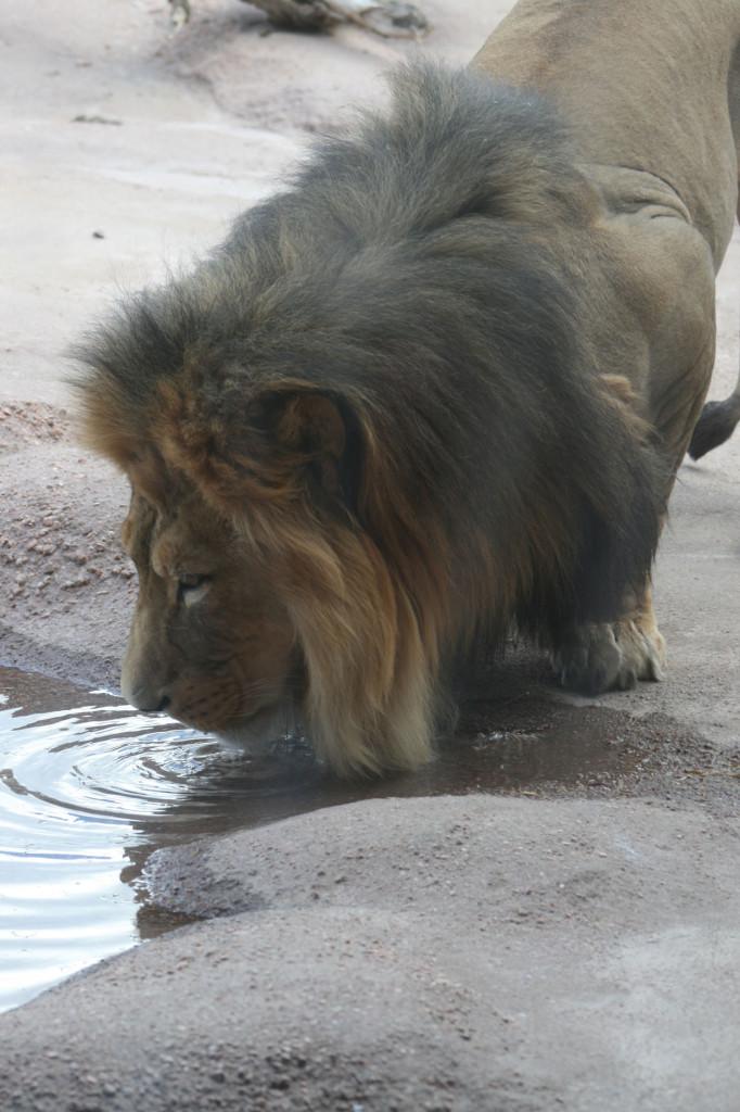 Lion at the Denver Zoo drinking water.