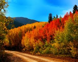 Beautiful backroads of the Colorado Rockies offer a unique display of colorful fall leaves.