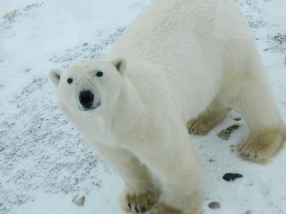 Polar bears in Churchill, MB