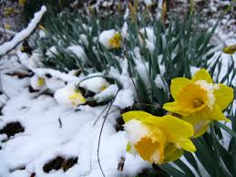 Spring has arrived with snow showers.