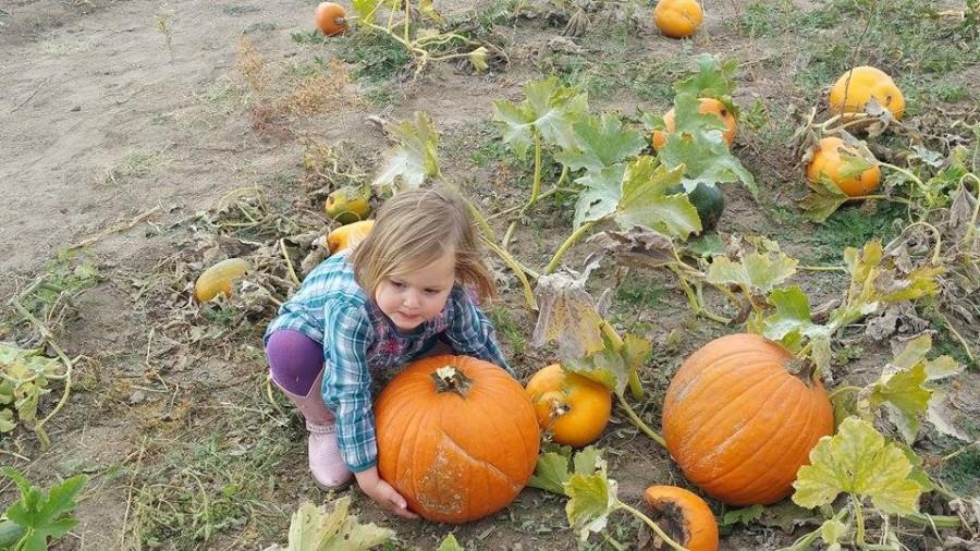 Leena Novick, age 3, picking up out a pumpkin during the annual fall pumpkin harvest.