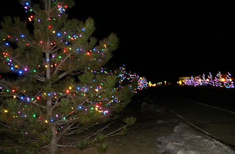 Christmas Trees in Monument 