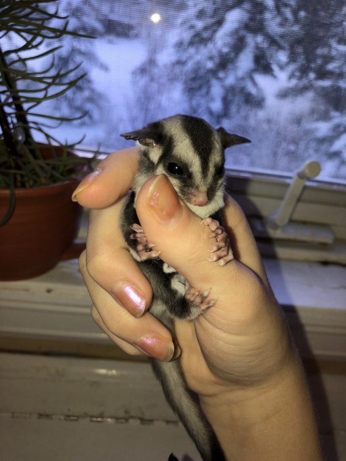 Marina Gustafson 10 holds her new baby sugar glider. Baby sugar gliders tend to climb into their mom’s pouch for the first eight weeks of their life.