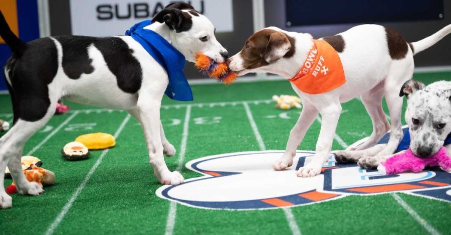 Team+Ruff+%28orange%29+and+Team+Fluff+%28blue%29+battle+it+out+on+the+Puppy+bowl+field+for+the+winning+title.The+ultimutt+game+was+broadcasted+on+Sunday%2C+February+13%2C+2022+in+New+York.+